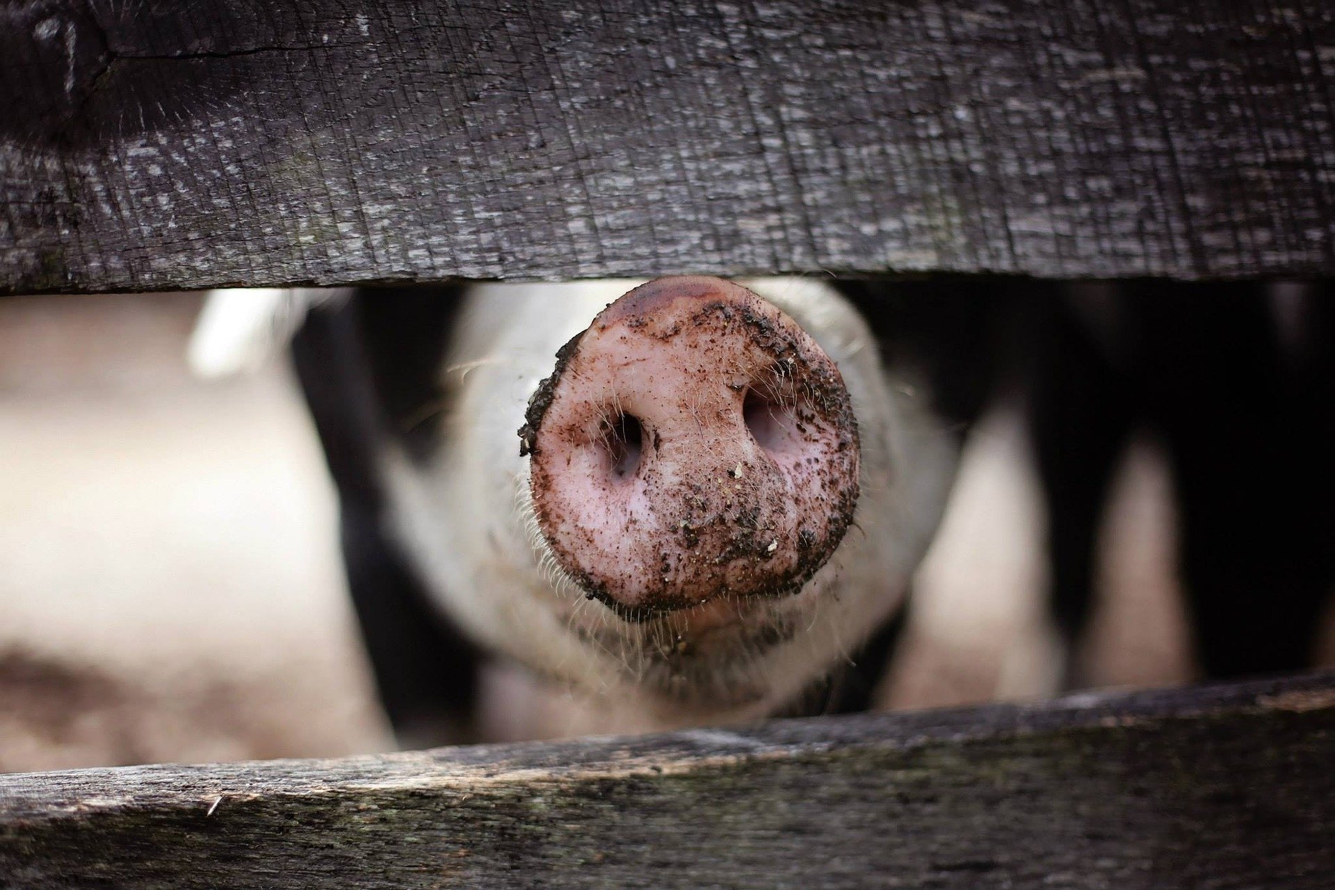 Landwirtschaftliches Bauen