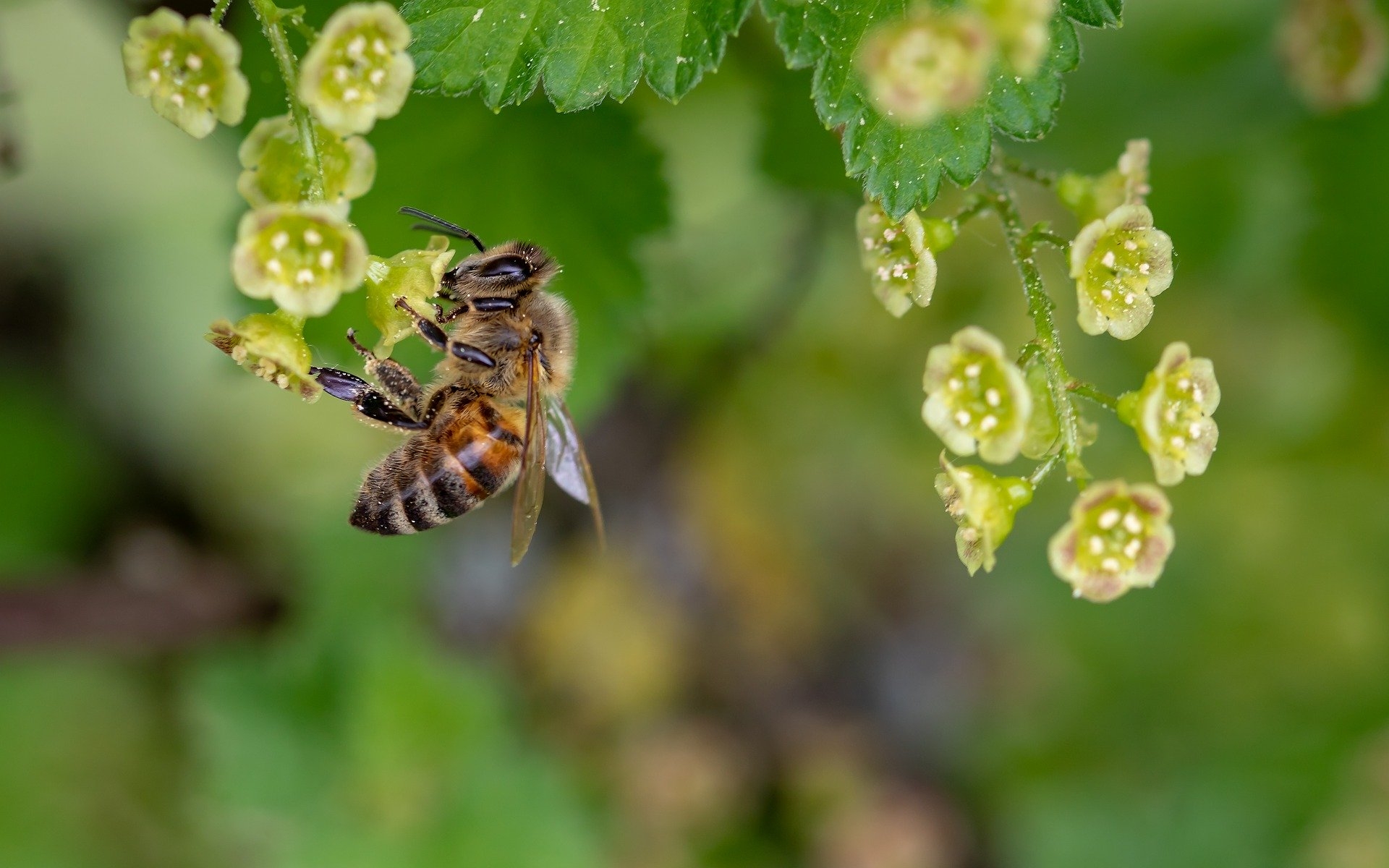 Bienen