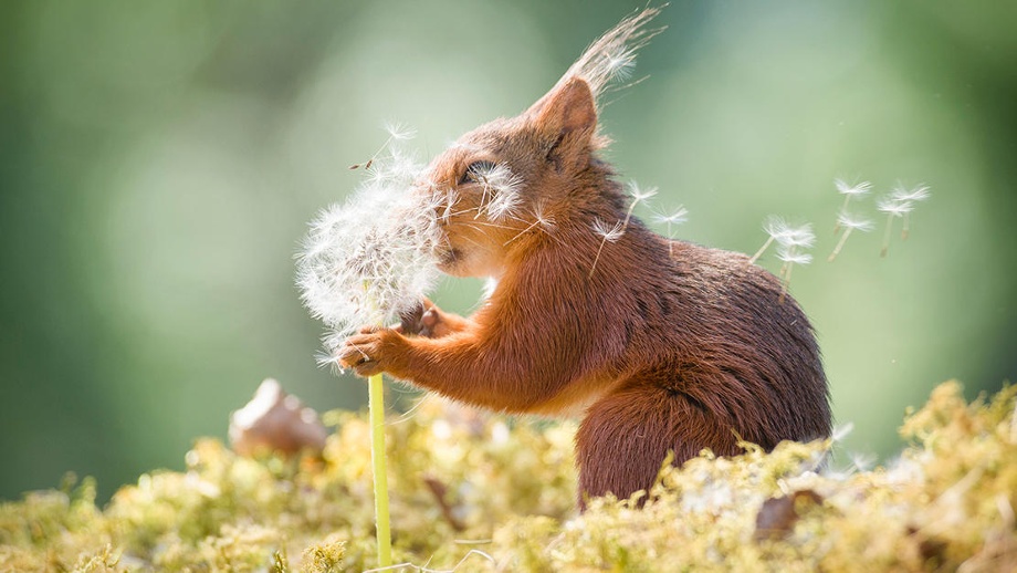 Eichhörnchen