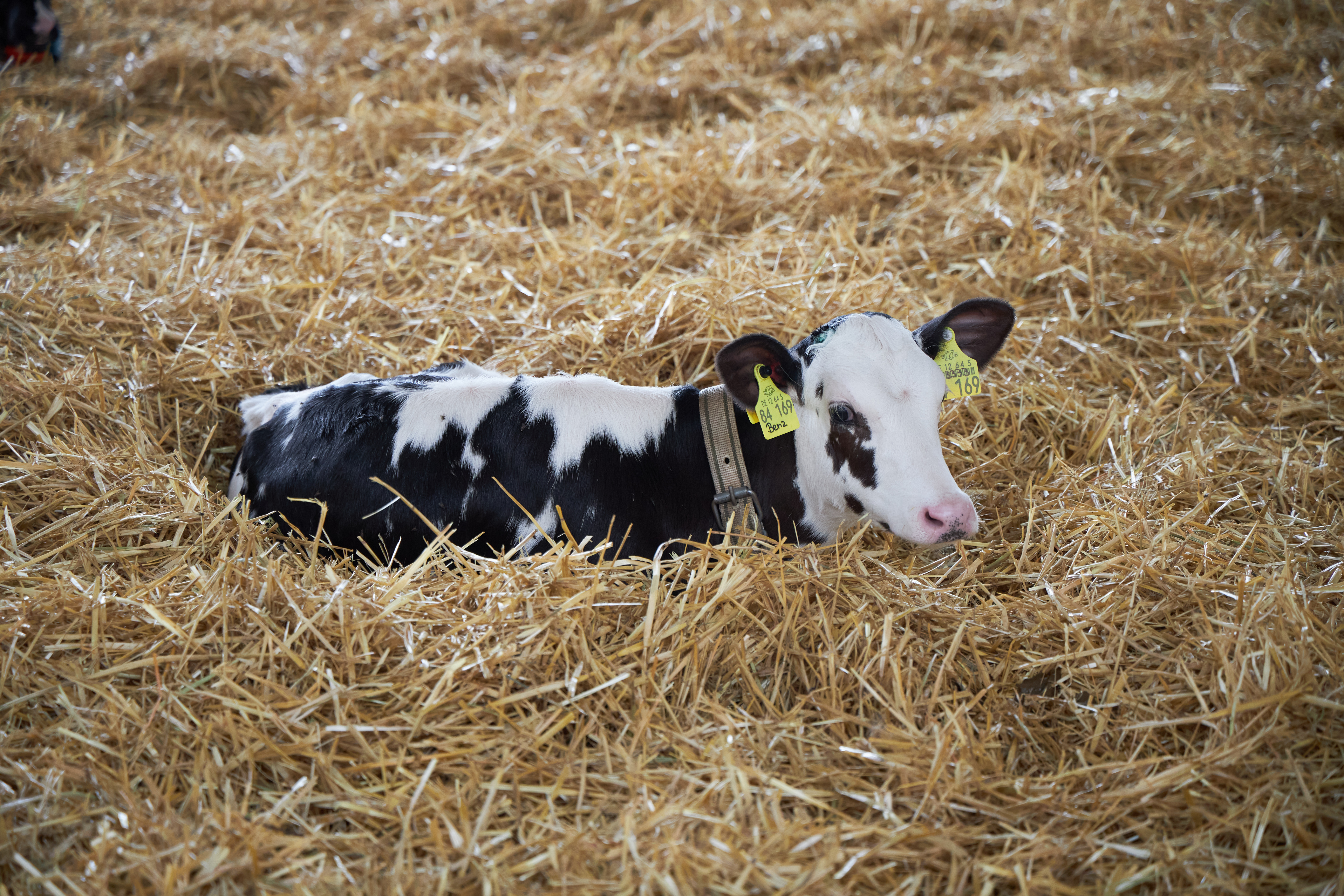 Kalb im Stroh