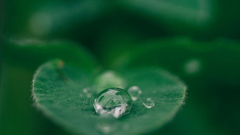 Wassertropfen auf Blatt