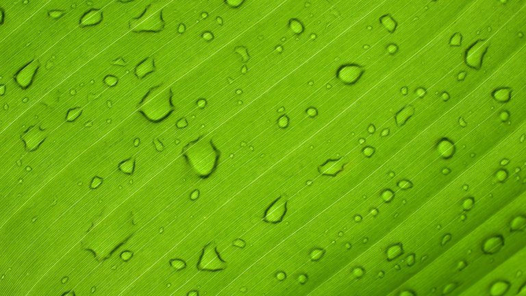 Wassertropfen auf grünem Blatt